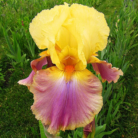 Фото Ирис бородатый Перезвон