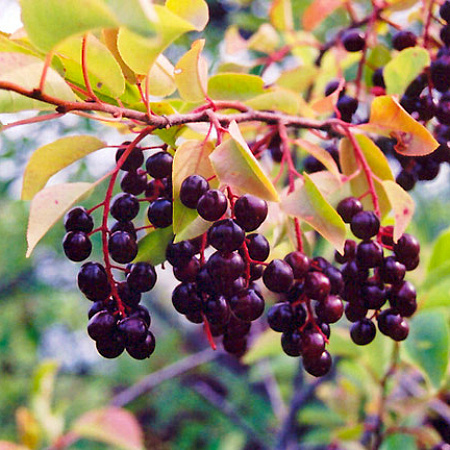 Фото Черемуха обыкновенная Колората