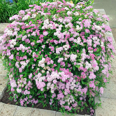 Спирея японская Литл Принцесса