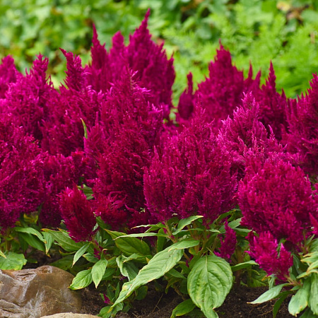 Фото Целозия Пламя фиолетовая