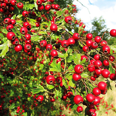 Боярышник перистонадрезанный 10шт