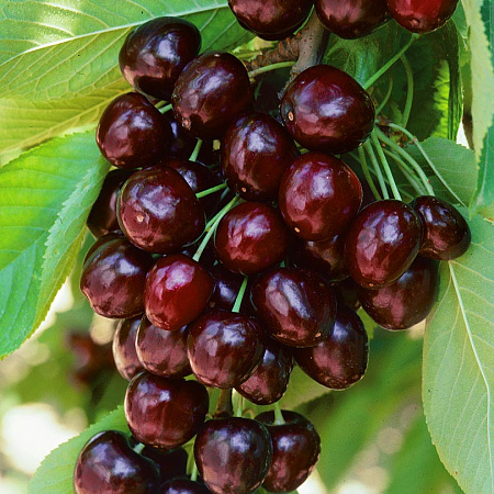 Фото Черешня Радица