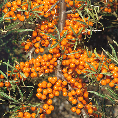 Фото Облепиха Рует