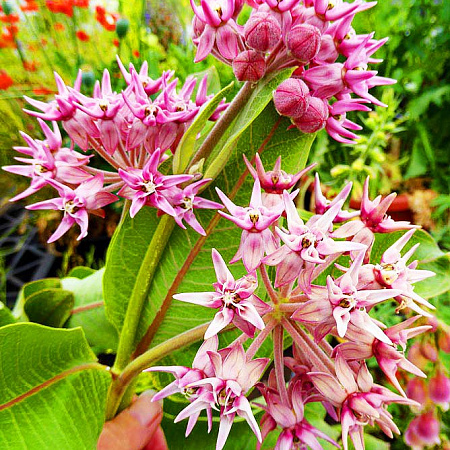 Фото Ваточник красивый