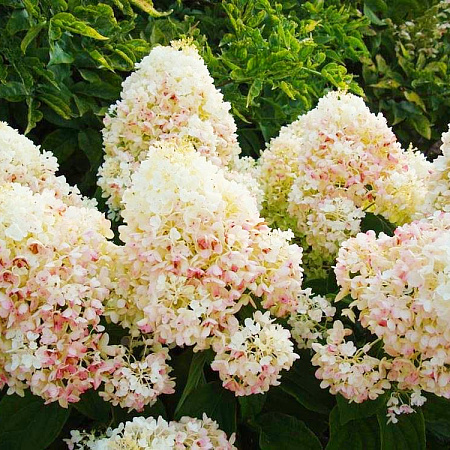 Фото Гортензия метельчатая Сильвер доллар