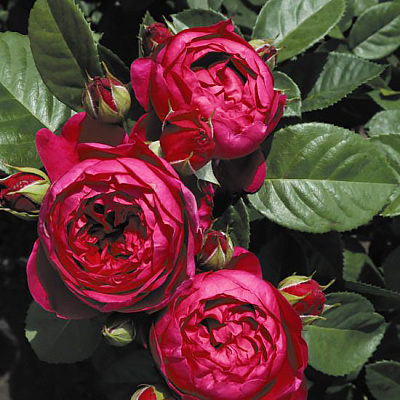 Роза чайно-гибридная Адмирал