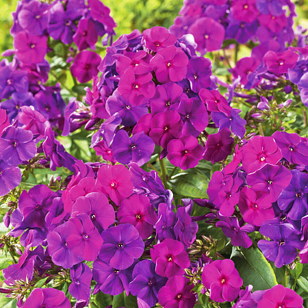 Фото Флокс Никольский