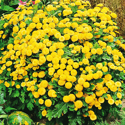 Пижма девичья Вегмо Солнечный зайчик