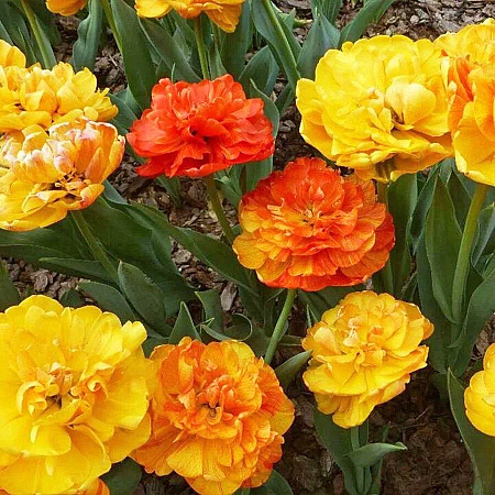 Фото Тюльпан махровый поздний Санлавер