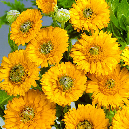 Фото Календула Денди