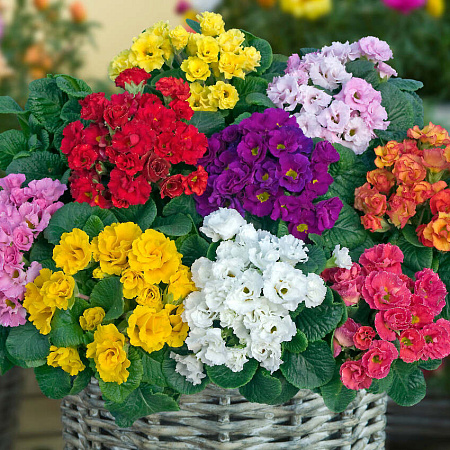 Фото Примула Примлет Цветной ковер