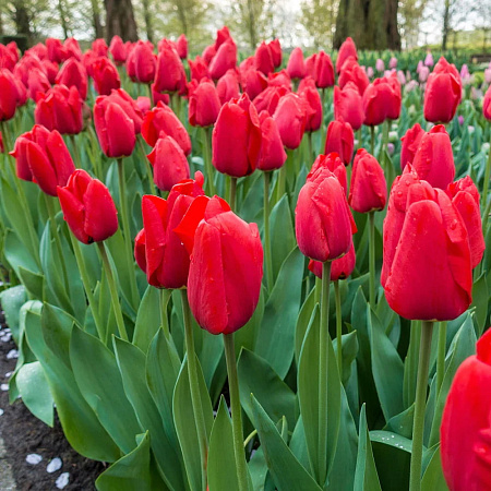 Фото Тюльпан Дарвинов гибрид Ред Прайд