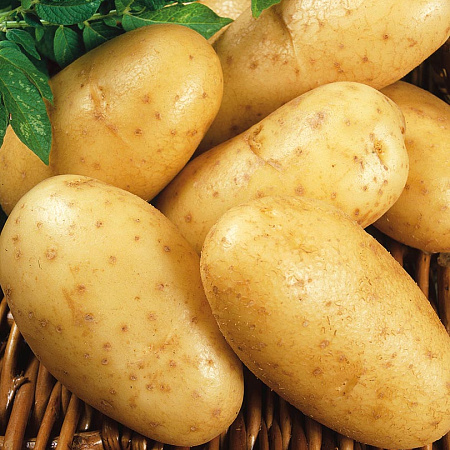 Фото Картофель Уладар