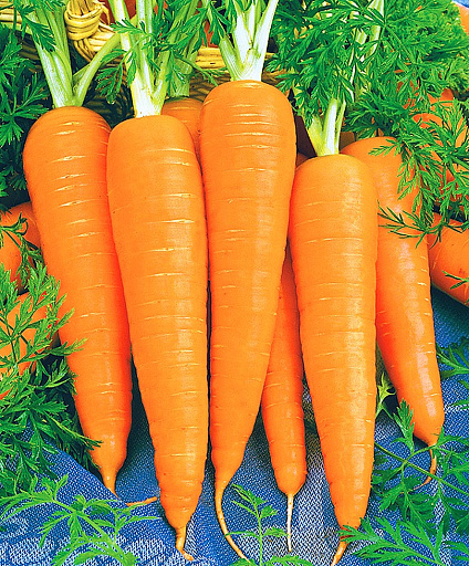 Купить семена Морковь Скорпио F1 — от НПО Сады Росcии