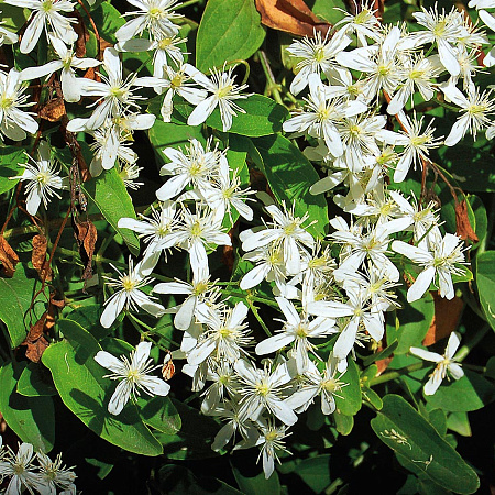 Фото Клематис Маньчжурский