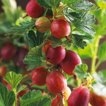 Фото Крыжовник Хиннонмаки красный