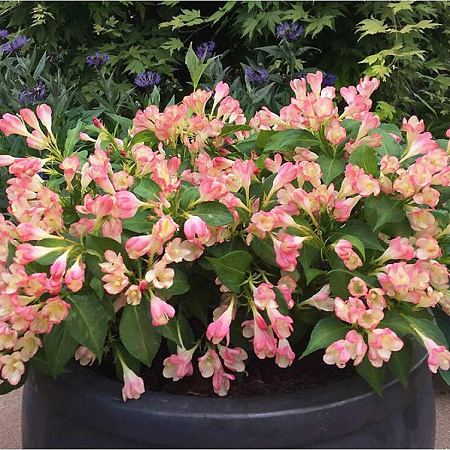 Фото Вейгела Олл Саммер Пич