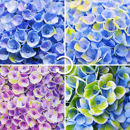 Фото Гортензия крупнолистная Мэджикал революшн голубая