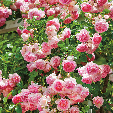 Фото Роза плетистая-клаймбер Жасмина