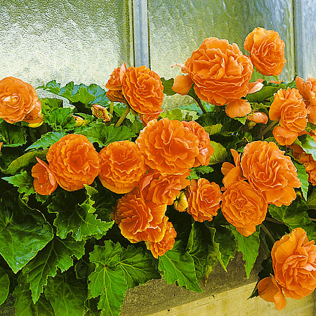 Фото Бегония клубневая Гоу-гоу Оранжевая