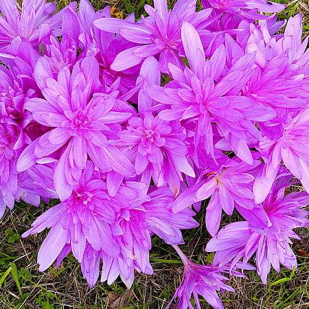 Фото Безвременник Кувшинка