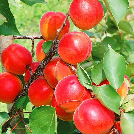 Фото Комплект полукарликовых абрикосов №5: Восторг, Чемальский румяный, Цезарь