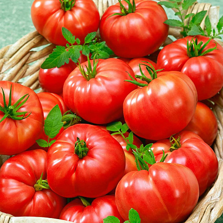 Фото Комплект абрикосов №1: Кичигинский, Академик, Куйбышевский Юбилейный