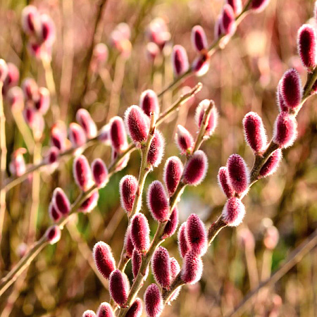 Фото Ива тонкостолбиковая