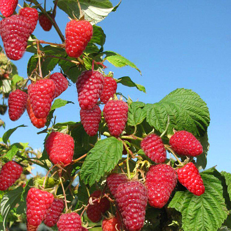 Фото Малина ремонтантная Поемат