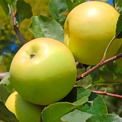 Яблоня Брянское золотистое