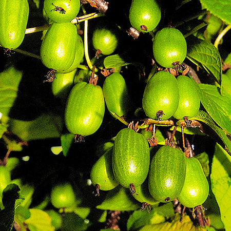Фото Актинидия коломикта набор:Доктор Шимановский, Сентябрьская, мужской экземпляр
