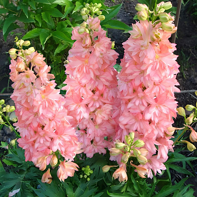 Дельфиниум Принцесса Каролина