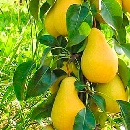 Фото Груша колонновидная Декора