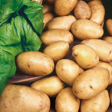 Фото Перец декоративный Гарда Триколор