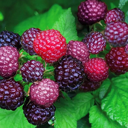 Фото Малина ремонтантная комплект №1 (Бристоль, Делнива, Шапка Мономаха)