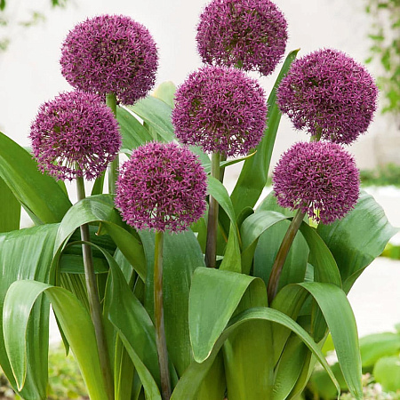 Фото Лук декоративный Остара