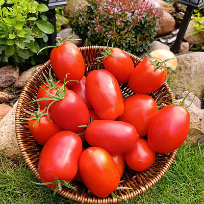 Помидор Царевна Лебедь F1