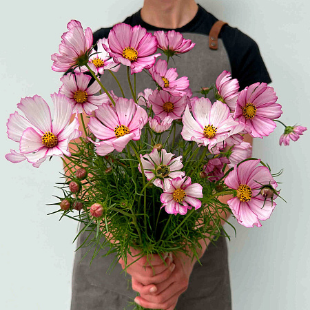 Фото Космос Канди Страйп