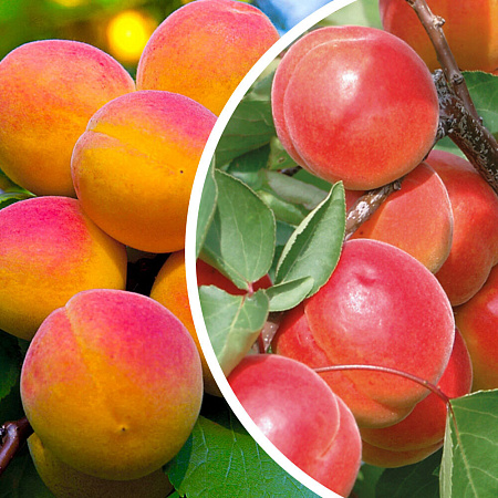 Фото Комплект полукарликовых абрикосов №2: Восторг, Чемальский румяный