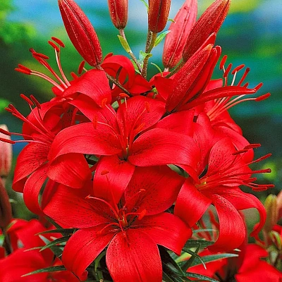 Лилия азиатская Ред Хайленд