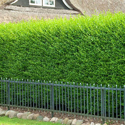 Бирючина обыкновенная Атровиренс