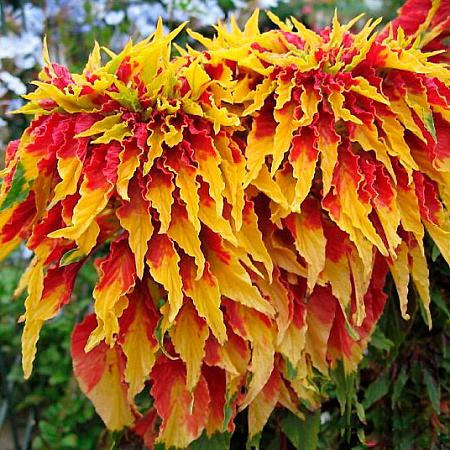 Фото Амарант трёхцветный Само совершенство