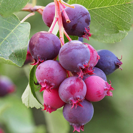 Фото Ирга Красноярская