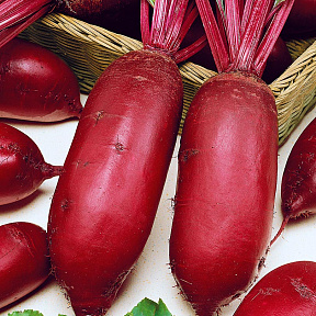 Свёкла Внучка F1