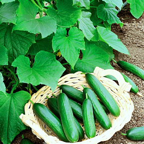 Огурец Марисоль F1