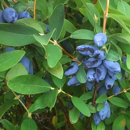 Фото Жимолость Алтай