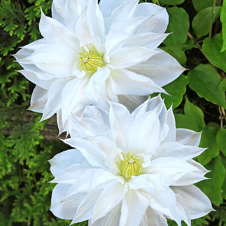 Фото Клематис Исаго