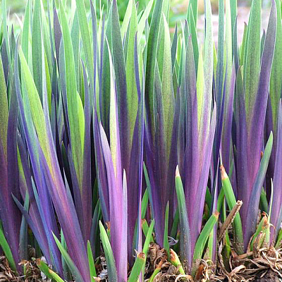 Ирис разноцветный Джеральд Дарби