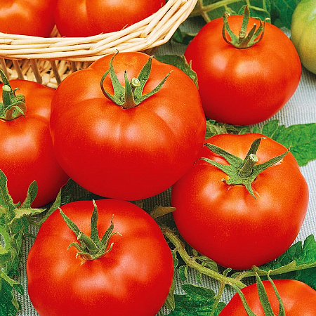 Фото Помидор Елена F1