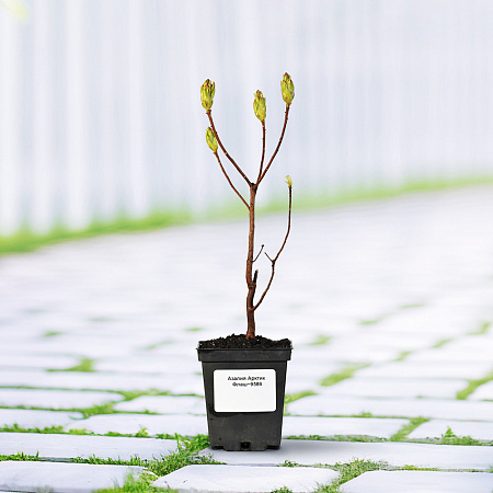 Фото Азалия Арктик Флаш